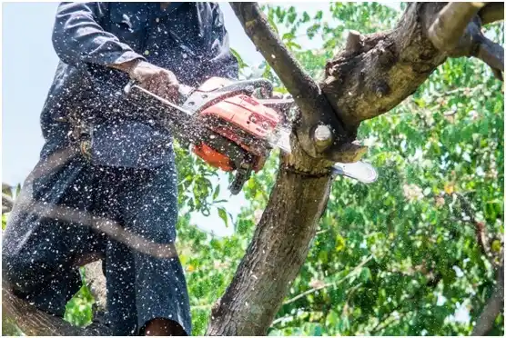 tree services Salt Lake City